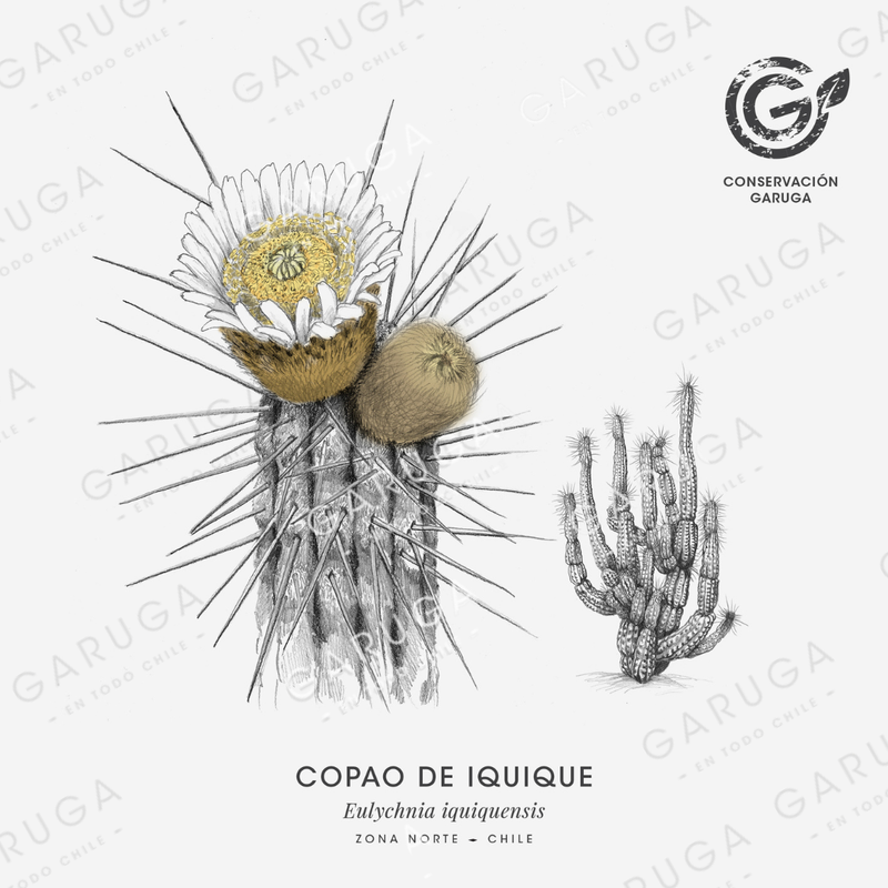 Copao de iquique