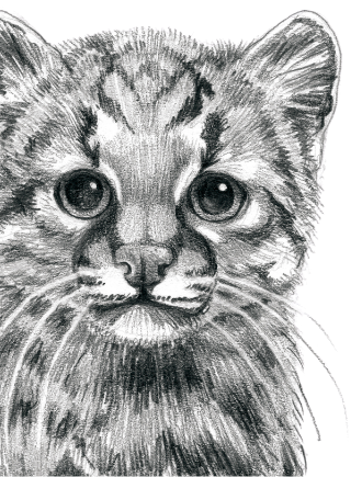 Fauna terrestre