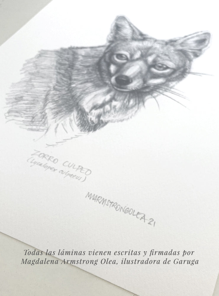 lámina para enmarcar diseño pudú adulto Chile
decoración hogar con ilustración pudú adulto Chile
lámina firmada ilustradora pudú adulto Chile
regalo lámina pudú adulto conservación Chile hogar
lámina arte ciervo enano adulto bosque sur Chile