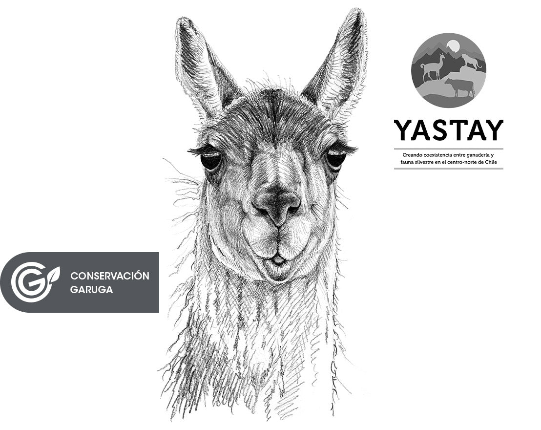 GUANACO