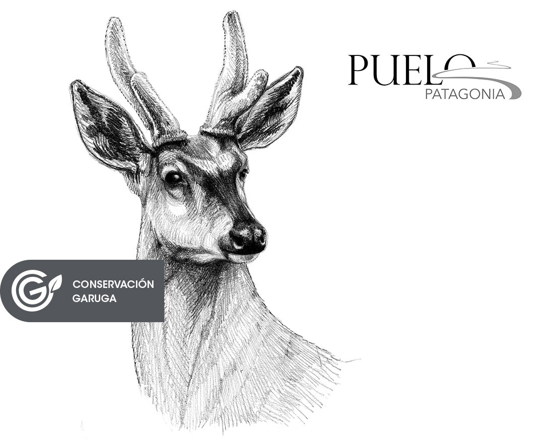 HUEMUL
