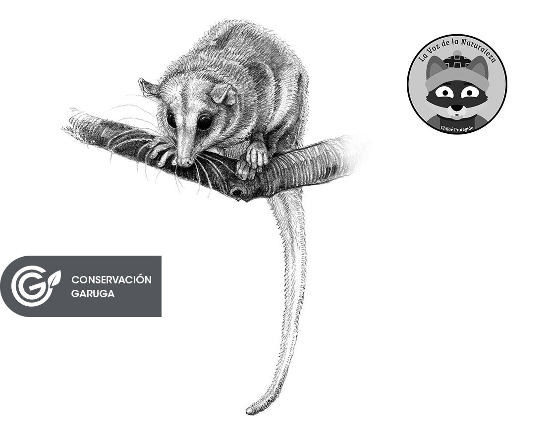 MONITO DEL MONTE