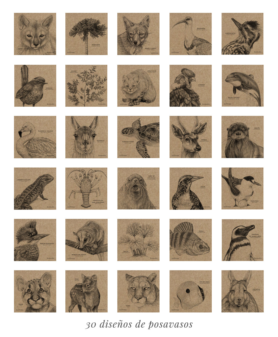 set 60 posavasos diseño fauna flora nativa Chile
posavasos papel kraft 125gr reciclado fauna Chile
set posavasos decoración mesa fauna chilena
regalo set posavasos fauna flora Chile
posavasos ilustración 30 diseños fauna Chile