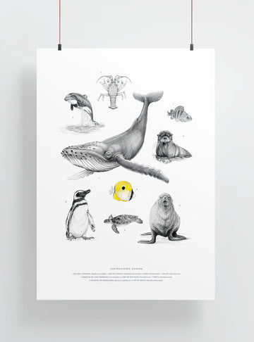 lámina grande para enmarcar fauna marina Chile
decoración hogar con ilustración fauna marina nativa Chile
lámina grande firmada ilustradora fauna marina Chile
regalo lámina grande fauna marina Chile hogar
lámina arte fauna marina costas Chile