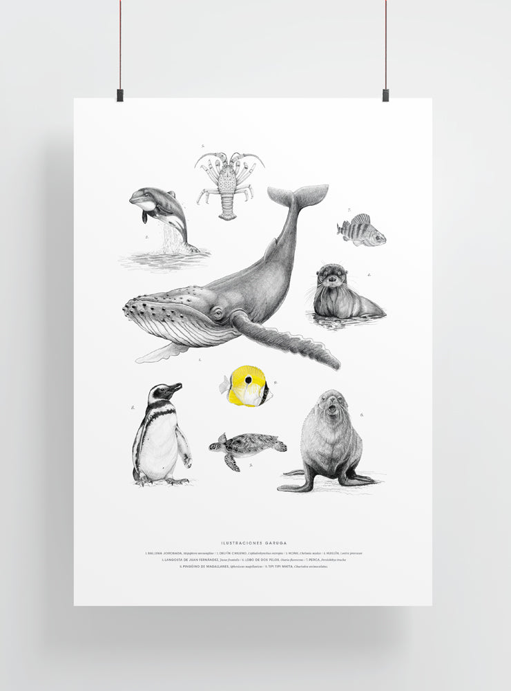 lámina grande para enmarcar fauna marina Chile
decoración hogar con ilustración fauna marina nativa Chile
lámina grande firmada ilustradora fauna marina Chile
regalo lámina grande fauna marina Chile hogar
lámina arte fauna marina costas Chile