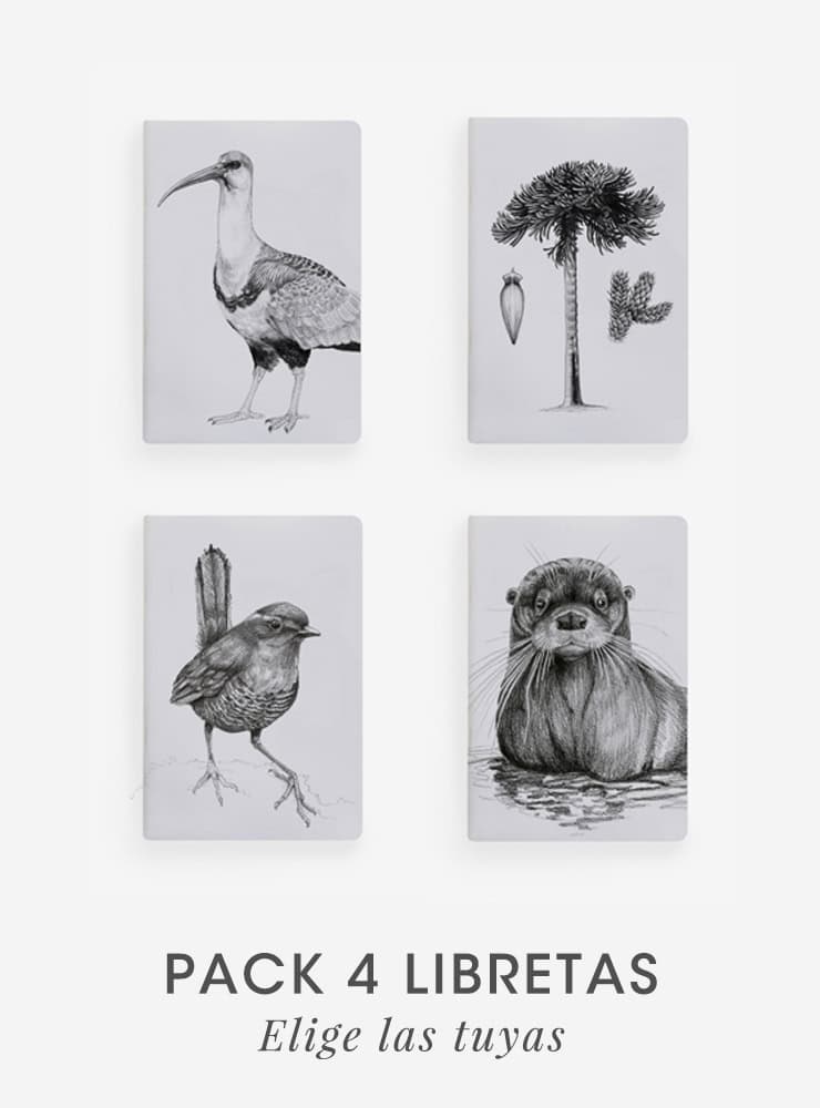 pack 4 libretas diseño fauna flora nativa Chile
pack libretas papelería ilustración fauna chilena
regalo pack libretas fauna Chile
pack 4 libretas 60 páginas fauna Chile
regalo pack papelería fauna flora nativa Chile
