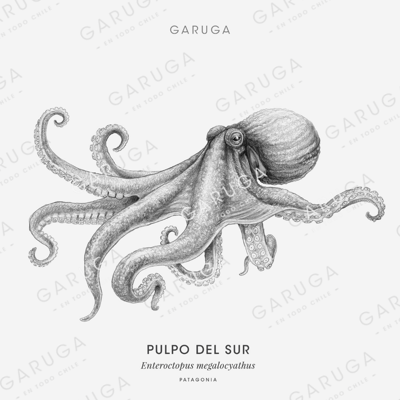PULPO DEL SUR