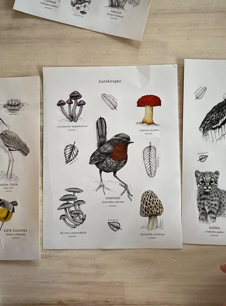 sotobosque fauna flora Chile ilustración stickers
stickers Chile papelería bosque nativo sustentable
regalo papelería sotobosque Chile consciente
conservación bosque nativo Chile stickers sotobosque