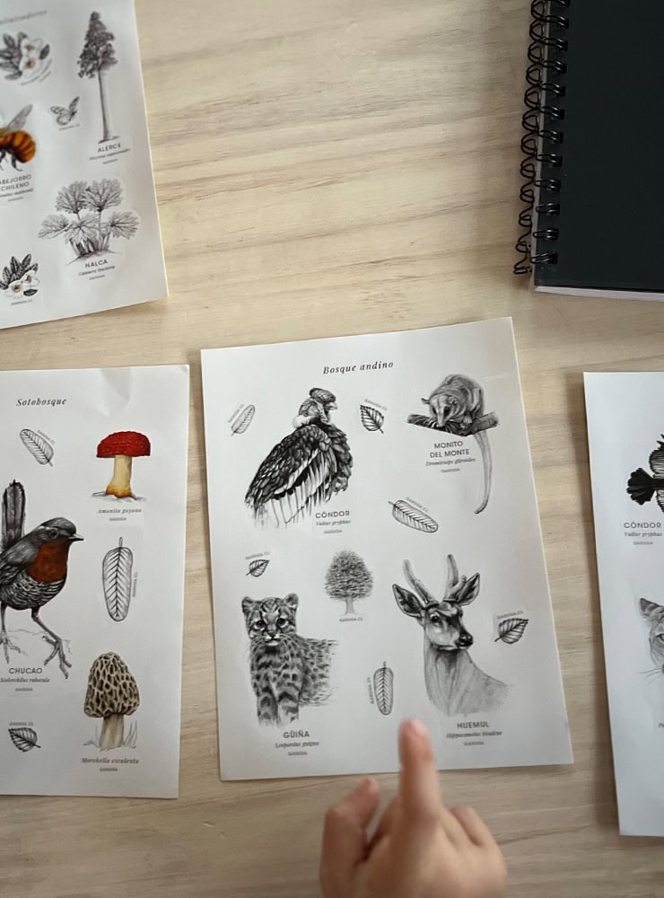 fauna flora nativa Chile ilustración pack stickers
pack stickers Chile papelería sustentable
regalo papelería fauna Chile stickers consciente
conservación Chile pack stickers fauna flora