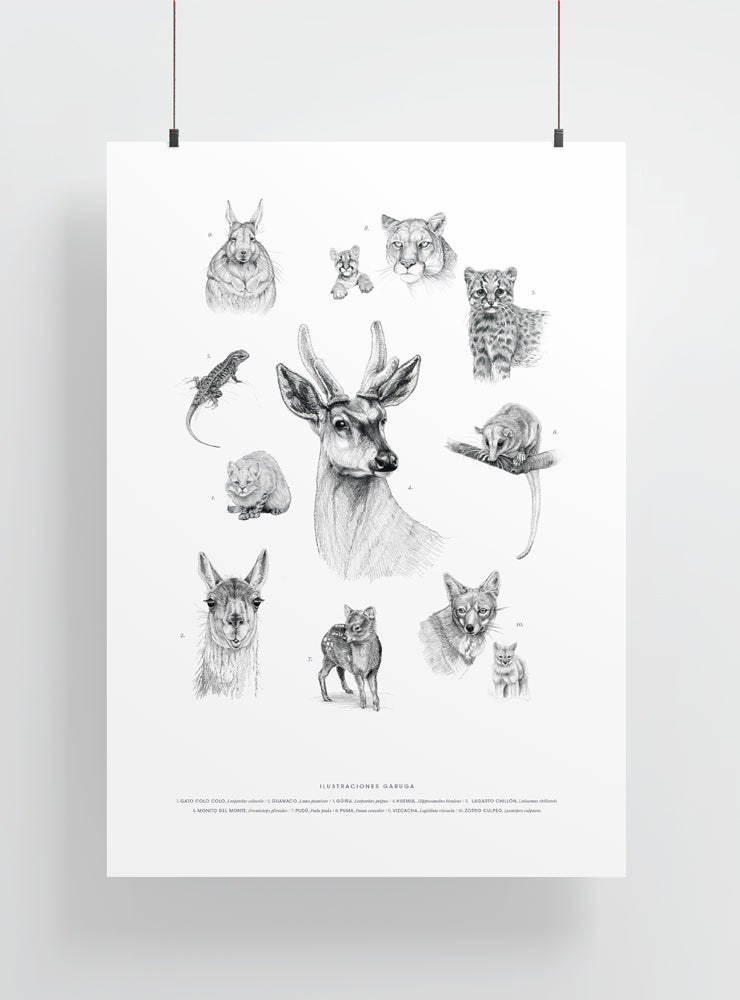 lámina grande para enmarcar fauna terrestre nativa Chile
decoración hogar con ilustración mamíferos Chile
lámina grande firmada ilustradora fauna terrestre Chile
regalo lámina grande fauna terrestre Chile hogar
lámina arte mamíferos endémicos Chile
